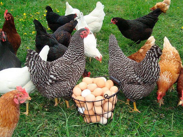Содержание кур и уход за ними | ЗооТом - продажа, вязка и услуги для животных в Буйнакске