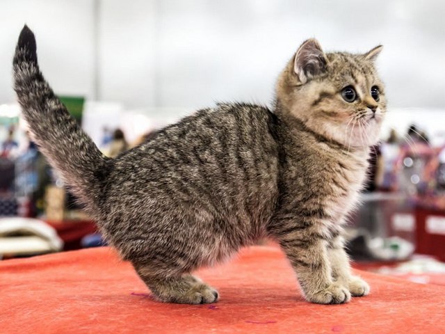 Породы кошек в Буйнакске | ЗооТом портал о животных