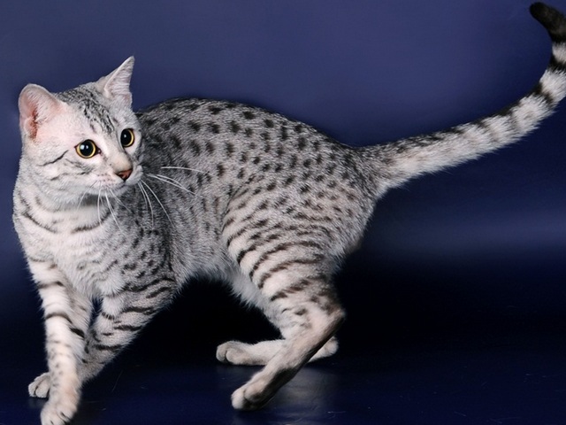 Породы кошек в Буйнакске | ЗооТом портал о животных