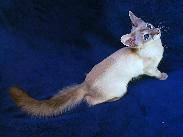Выведенные породы кошек в Буйнакске | ЗооТом портал о животных