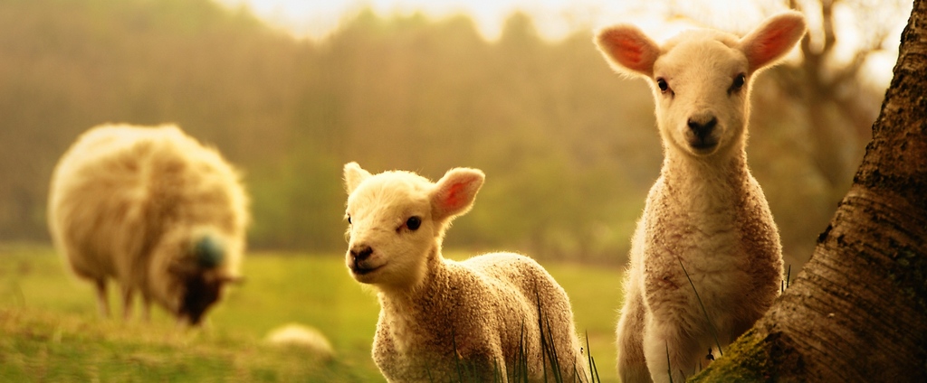Объявления о сельскохозяйственных животных | ЗооТом - продажа, вязка и услуги для животных в Буйнакске