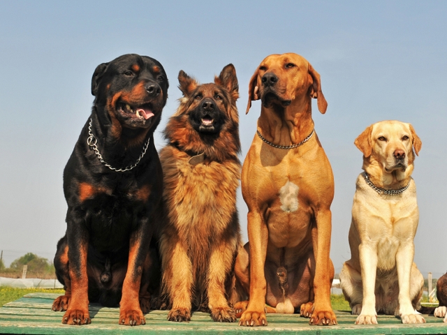 Крупные породы собак в Буйнакске | ЗооТом портал о животных