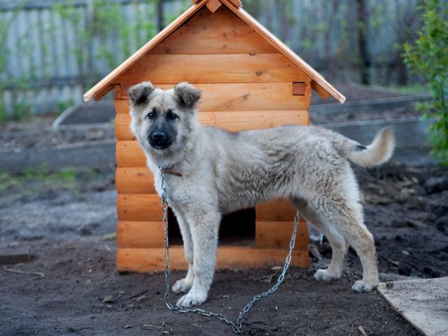 Все о собаках в Буйнакске Все о собаках в Буйнакске